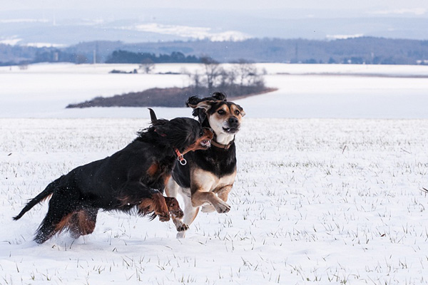 hunde im schnee
