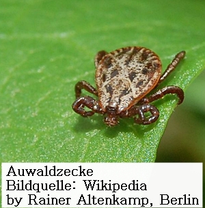 auwaldzecke