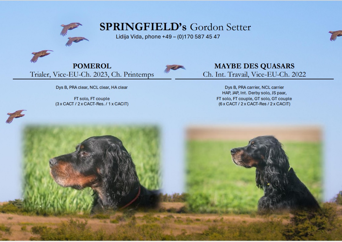 springfield-puppies