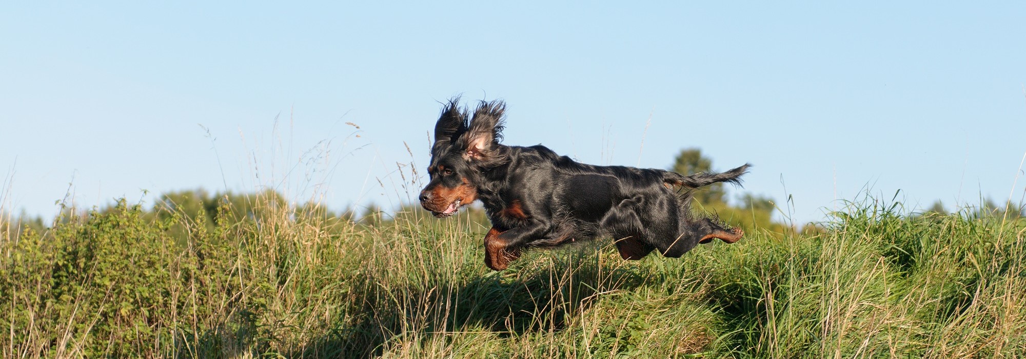 gordon setter springfields